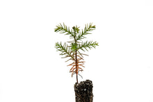 Load image into Gallery viewer, Japanese Cedar | Small Tree Seedling | The Jonsteen Company