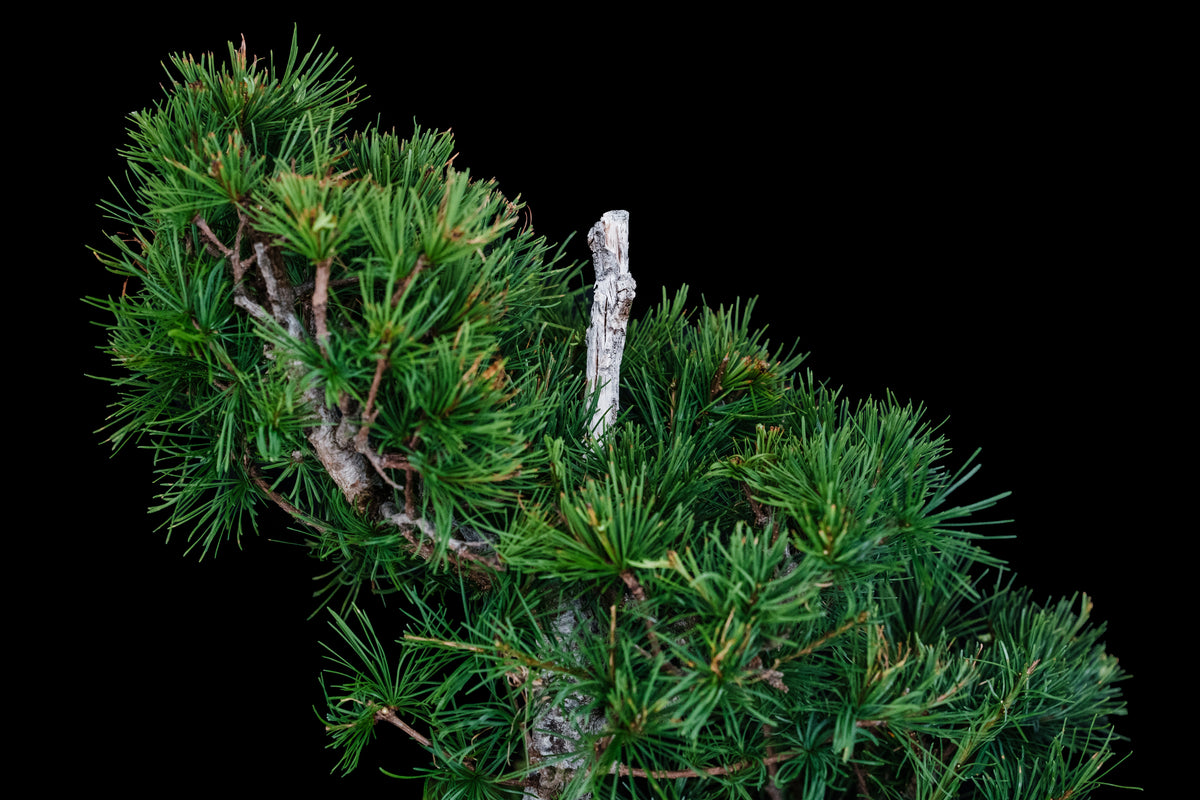 Bonsai Special | Japanese Larch (C3) – The Jonsteen Company