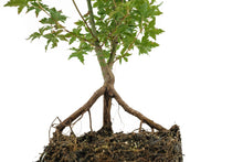 Load image into Gallery viewer, Bonsai Special | Japanese Maple (A6)