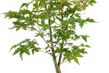 Load image into Gallery viewer, Bonsai Special | Japanese Maple (A6)