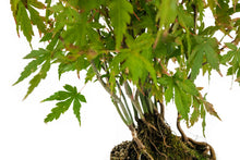 Load image into Gallery viewer, Bonsai Special | Japanese Maple Cluster (A10)