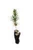 Japanese Black Pine | Small Tree Seedling | The Jonsteen Company
