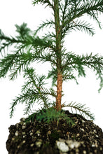 Load image into Gallery viewer, Japanese Cedar | XL Tree Seedling | The Jonsteen Company