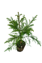 Load image into Gallery viewer, Japanese Cedar | XL Tree Seedling | The Jonsteen Company