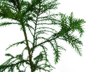 Load image into Gallery viewer, Japanese Cedar | XL Tree Seedling | The Jonsteen Company