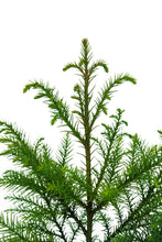 Load image into Gallery viewer, Japanese Cedar | XL Tree Seedling | The Jonsteen Company