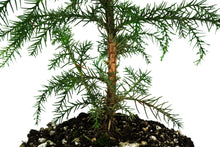 Load image into Gallery viewer, Japanese Cedar | XL Tree Seedling | The Jonsteen Company