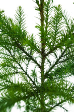 Load image into Gallery viewer, Japanese Cedar | XL Tree Seedling | The Jonsteen Company