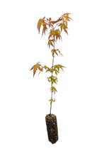 Load image into Gallery viewer, Japanese Maple | Lot of 30 Tree Seedlings | The Jonsteen Company