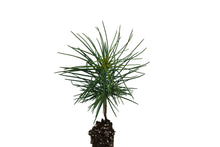 Load image into Gallery viewer, Jeffrey Pine | Small Tree Seedling | The Jonsteen Company