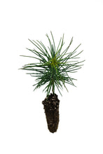 Load image into Gallery viewer, Jeffrey Pine | Small Tree Seedling | The Jonsteen Company