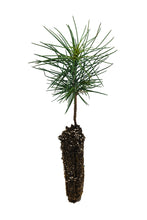 Load image into Gallery viewer, Jeffrey Pine | Small Tree Seedling | The Jonsteen Company
