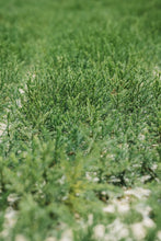 Load image into Gallery viewer, Giant Sequoia | Small Tree Seedling