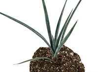 Load image into Gallery viewer, Joshua Tree | Large Tree Seedling