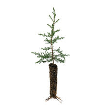 Load image into Gallery viewer, Kashmir Cypress | Small Tree Seedling | The Jonsteen Company