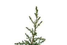 Load image into Gallery viewer, Kashmir Cypress | Small Tree Seedling | The Jonsteen Company