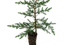 Load image into Gallery viewer, Kashmir Cypress | Small Tree Seedling | The Jonsteen Company