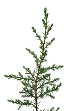 Load image into Gallery viewer, Kashmir Cypress | Small Tree Seedling | The Jonsteen Company