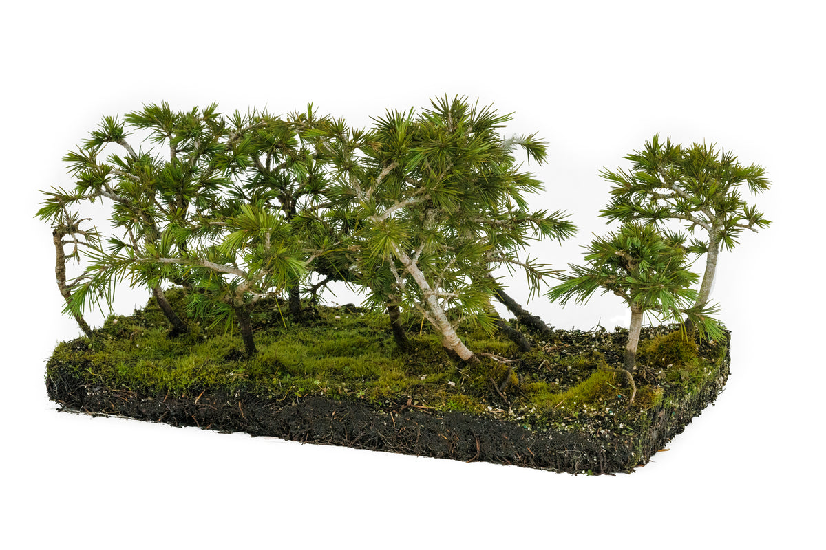 Bonsai Special