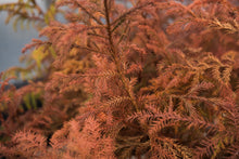 Load image into Gallery viewer, Japanese Cedar | Lot of 30 Tree Seedlings
