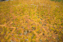 Load image into Gallery viewer, Baldcypress | Lot of 30 Tree Seedlings | The Jonsteen Company