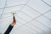 Load image into Gallery viewer, Ponderosa Pine | Lot of 30 Tree Seedlings