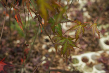 Load image into Gallery viewer, Japanese Maple | Lot of 30 Tree Seedlings | The Jonsteen Company