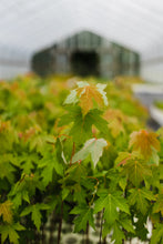 Load image into Gallery viewer, Silver Maple | Lot of 30 Tree Seedlings | The Jonsteen Company