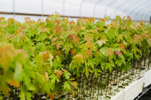 Load image into Gallery viewer, Silver Maple | Lot of 30 Tree Seedlings | The Jonsteen Company