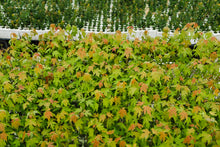Load image into Gallery viewer, Silver Maple | Lot of 30 Tree Seedlings | The Jonsteen Company