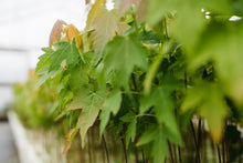 Load image into Gallery viewer, Silver Maple | Lot of 30 Tree Seedlings | The Jonsteen Company