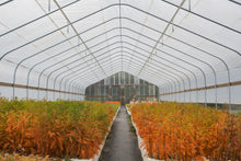 Load image into Gallery viewer, Montezuma Cypress | Nursery Lot of 30 Tree Seedlings | The Jonsteen Company