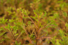 Load image into Gallery viewer, Montezuma Cypress | Nursery Lot of 30 Tree Seedlings | The Jonsteen Company