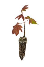 Load image into Gallery viewer, Vine Maple | Small Tree Seedling | The Jonsteen Company