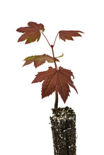 Load image into Gallery viewer, Vine Maple | Small Tree Seedling | The Jonsteen Company