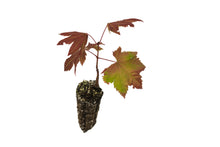 Load image into Gallery viewer, Vine Maple | Small Tree Seedling | The Jonsteen Company