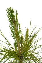 Load image into Gallery viewer, Mexican Weeping Pine | Medium Tree Seedling | The Jonsteen Company
