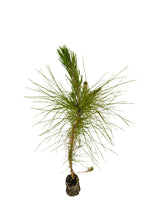 Load image into Gallery viewer, Mexican Weeping Pine | Medium Tree Seedling | The Jonsteen Company