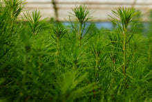 Load image into Gallery viewer, Monterey Pine | Lot of 30 Tree Seedlings | The Jonsteen Company