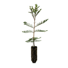 Load image into Gallery viewer, Montezuma Cypress | Nursery Lot of 30 Tree Seedlings | The Jonsteen Company