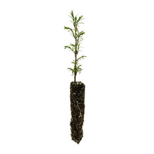 Load image into Gallery viewer, Montezuma Cypress | Small Tree Seedling | The Jonsteen Company