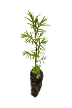 Load image into Gallery viewer, Montezuma Cypress | Small Tree Seedling | The Jonsteen Company