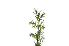 Load image into Gallery viewer, Montezuma Cypress | Small Tree Seedling | The Jonsteen Company