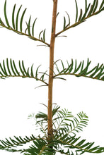 Load image into Gallery viewer, Montezuma Cypress | Medium Tree Seedling | The Jonsteen Company