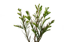 Load image into Gallery viewer, Montezuma Cypress | Medium Tree Seedling | The Jonsteen Company