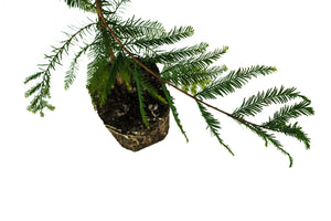 Montezuma Cypress | XL Tree Seedling | The Jonsteen Company