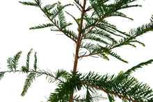 Load image into Gallery viewer, Montezuma Cypress | XL Tree Seedling | The Jonsteen Company