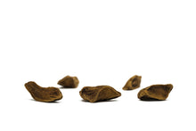 Load image into Gallery viewer, Montezuma Cypress | Mini-Grow Kit | The Jonsteen Company