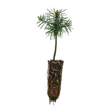 Load image into Gallery viewer, Noble Fir | Small Tree Seedling | The Jonsteen Company