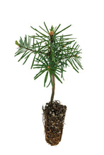 Load image into Gallery viewer, Noble Fir | Small Tree Seedling | The Jonsteen Company